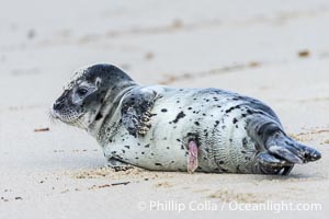 Pacific harbor seal pup with umbilical cord. Only a few days old, this seal pup still has a remnant umbilicus that will fall off in a few more days, Phoca vitulina richardsi, La Jolla, California