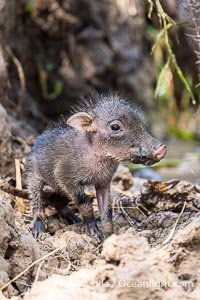 Baby Warthog in Marsh, Masai Mara, Kenya, Phacochoerus africanus, Maasai Mara National Reserve