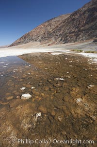 Badwater, Death Valley.  A spring feeds this small pool year round.  The water is four times more saline than ocean water.  The small Badwater snail (Assiminea infima) is found only in Death Valley, in spring-fed pools such as these, and is threatened by habitat destruction.  At 282 feet below sea level, Badwater is the lowest point in North America, Death Valley National Park, California