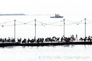 Bait dock, birds and sea lions, San Diego, California