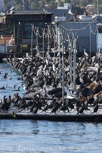 Bait dock, covered with seabirds and California sea lions, San Diego