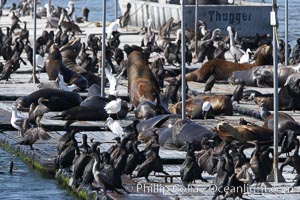 Bait dock, covered with seabirds and California sea lions, San Diego
