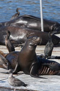 Bait dock, covered with seabirds and California sea lions, San Diego