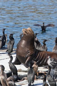 Bait dock, covered with seabirds and California sea lions, San Diego