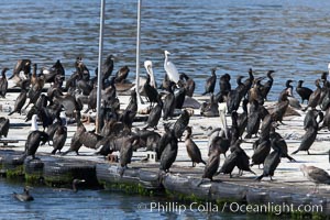 Bait dock, covered with seabirds, San Diego, California