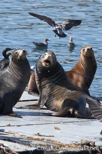 Bait dock, covered with seabirds and California sea lions, San Diego