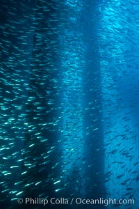 Bait fish schooling underneath Oil Rig Elly, Long Beach, California