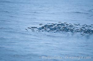 Baitfish breaking ocean surface, pursued from below, open ocean, San Diego, California