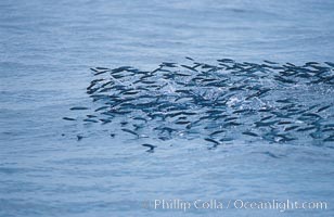 Baitfish breaking ocean surface, pursued from below, open ocean. San Diego, California, USA, natural history stock photograph, photo id 06261