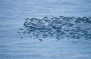 Baitfish breaking ocean surface, pursued from below, open ocean, San Diego, California