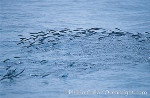 Baitfish breaking ocean surface, pursued from below, open ocean, San Diego, California