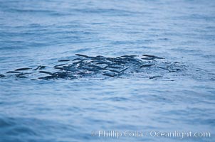 Baitfish breaking ocean surface, pursued from below, open ocean, San Diego, California