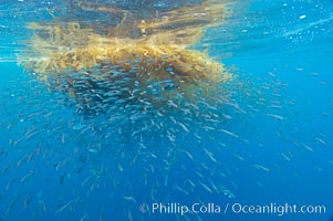 Baitfish schooling amid drift kelp, open ocean, San Diego, California