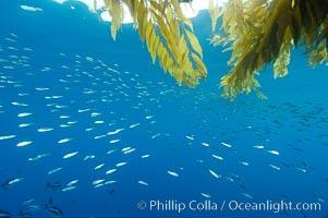 Baitfish schooling amid drift kelp, open ocean, San Diego, California