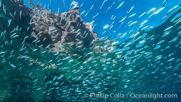 Baitfish schooling at the surface, Los Islotes, Sea of Cortez