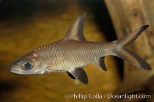 Bala shark, a freshwater fish native to the rivers of Thailand, Borneo and Sumatra, grows to about 14 inches long, Balantiocheilus melanopterus