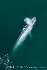 Blue whale, exhaling as it surfaces from a dive, aerial photo. The blue whale is the largest animal ever to have lived on Earth, exceeding 100' in length and 200 tons in weight, Balaenoptera musculus, Redondo Beach, California