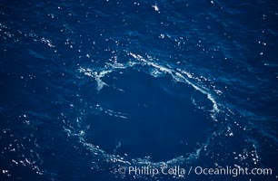 Blue whale footprint left behind by diving whale, Baja California, Balaenoptera musculus