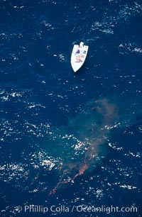 Fishing boat fishing near blue whale feces, Balaenoptera musculus