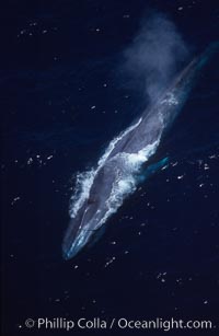 Blue whale, Baja California, Balaenoptera musculus