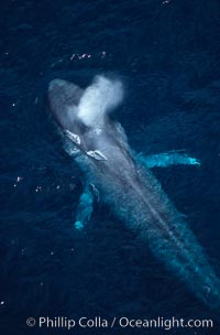 Blue whale, exhaling at surface, Baja California.