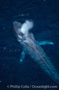 Blue whale, exhaling at surface, Baja California, Balaenoptera musculus