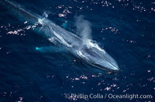 Blue whale, exhaling at surface, Baja California, Balaenoptera musculus