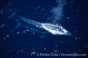 Blue whale mother (above) and calf (below), surfacing,  Baja California (Mexico), Balaenoptera musculus