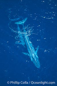 Blue whale mother and calf,  Baja California (Mexico), Balaenoptera musculus