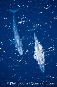 Blue whales surfacing,  Baja California (Mexico), Balaenoptera musculus
