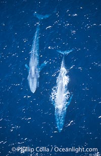 Blue whales surfacing,  Baja California (Mexico), Balaenoptera musculus