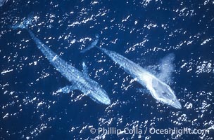 Blue whales surfacing,  Baja California (Mexico), Balaenoptera musculus