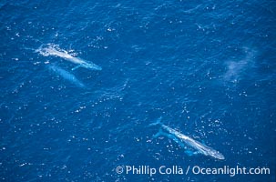 Blue whales: adult pair (upper left), mother/calf pair (lower right),  Baja California (Mexico), Balaenoptera musculus