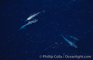 Blue whales: adult pair (upper left), mother/calf pair (lower right),  Baja California (Mexico), Balaenoptera musculus