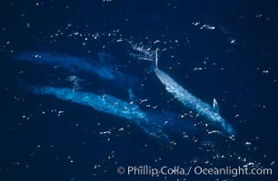 Four blue whales (including calf) socializing,  Baja California (Mexico), Balaenoptera musculus