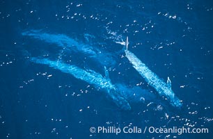 Four blue whales (including calf) socializing,  Baja California (Mexico)., Balaenoptera musculus, natural history stock photograph, photo id 03356