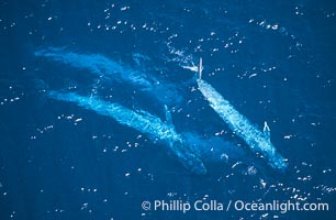 Four blue whales (including calf) socializing,  Baja California (Mexico), Balaenoptera musculus