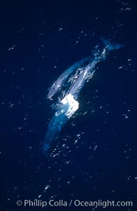 Blue whale mother and calf,  Baja California (Mexico), Balaenoptera musculus