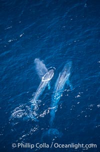 Blue whale mother and calf,  Baja California (Mexico), Balaenoptera musculus