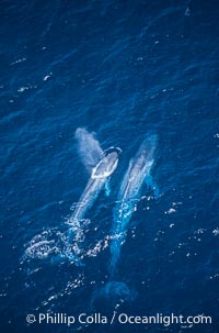 Blue whale mother and calf,  Baja California (Mexico), Balaenoptera musculus