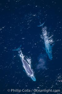 Blue whales surfacing,  Baja California (Mexico), Balaenoptera musculus