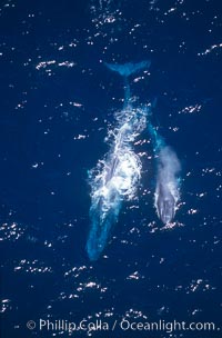 Blue whale mother and calf,  Baja California (Mexico), Balaenoptera musculus