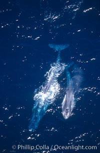 Blue whale mother and calf,  Baja California (Mexico), Balaenoptera musculus