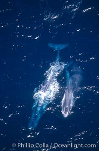 Blue whale mother and calf,  Baja California (Mexico), Balaenoptera musculus