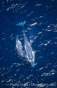 Blue whale mother and calf,  Baja California (Mexico), Balaenoptera musculus