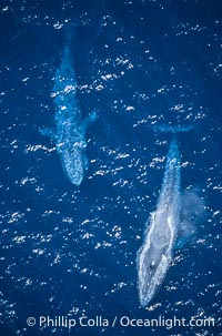 Blue whales surfacing,  Baja California (Mexico), Balaenoptera musculus