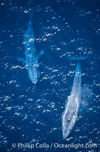 Blue whales surfacing,  Baja California (Mexico), Balaenoptera musculus