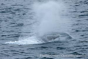 Fin whale, Balaenoptera physalus, Scotia Sea