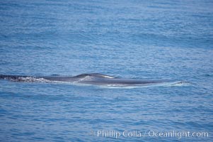 Fin whale.  The distinctive white coloration on the right lower jaw of all fin whales is seen just below the surface.  Coronado Islands, Mexico (northern Baja California, near San Diego), Balaenoptera physalus, Coronado Islands (Islas Coronado)