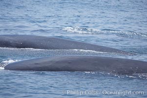 A pair of fin whales swim at the surface between dives.  Coronado Islands, Mexico (northern Baja California, near San Diego), Balaenoptera physalus, Coronado Islands (Islas Coronado)